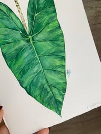 Image 4 of Alocasia Zebrina Original Artwork