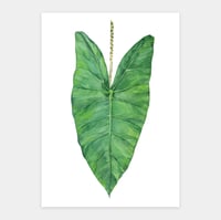 Image 1 of Alocasia Zebrina Original Artwork
