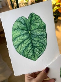 Image 2 of Alocasia Melo Original Artwork