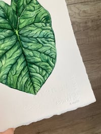Image 3 of Alocasia Melo Original Artwork