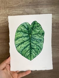 Image 5 of Alocasia Melo Original Artwork