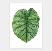 Image 1 of Alocasia Melo Original Artwork
