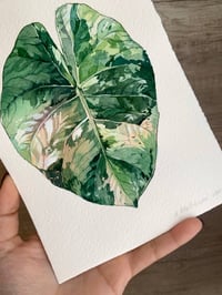 Image 3 of Alocasia Maharani variegated Original Artwork