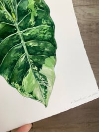 Image 3 of Alocasia Chantrieri variegated yellow Original Artwork