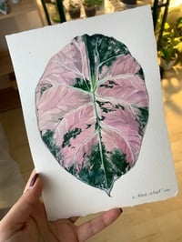 Image 2 of Alocasia reginula 'Black Velvet' variegated Original Artwork