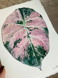 Image 3 of Alocasia reginula 'Black Velvet' variegated Original Artwork