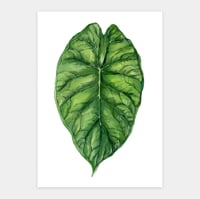 Image 1 of Alocasia baginda 'Dragon Scale' Original Artwork