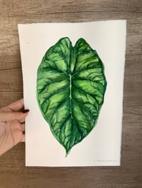 Image 2 of Alocasia baginda 'Dragon Scale' Original Artwork