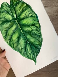 Image 4 of Alocasia baginda 'Dragon Scale' Original Artwork