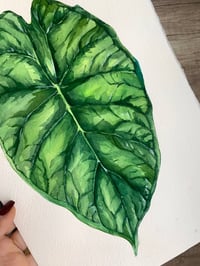Image 3 of Alocasia baginda 'Dragon Scale' Original Artwork