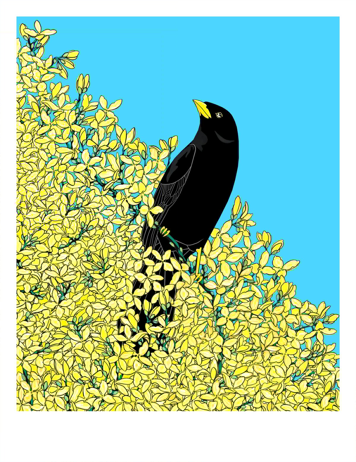 Image of Blackbird and Forsythia