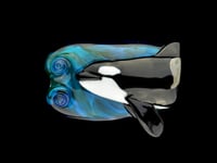 Image 1 of XXXL. Female Killer Whale #3 - Flamework Glass Sculpture