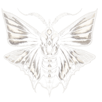 Image 3 of Death moth adults