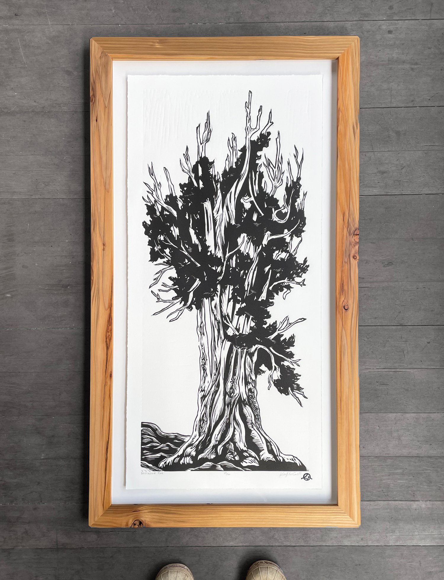 Bristlecone Pine Framed in Salvaged Lumber