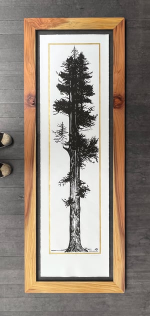 Gold Giant Redwood Reforestation Edition Framed in Salvaged Sempervirens