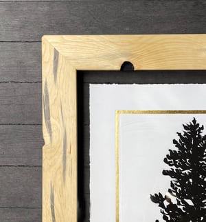 Gold Ponderosa Pine Reforestation Edition Framed in Salvaged Sempervirens