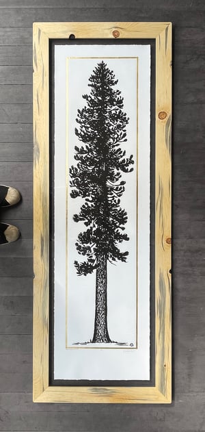 Gold Ponderosa Pine Reforestation Edition Framed in Salvaged Sempervirens