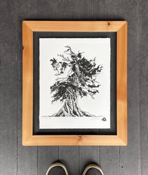 Whitebark Pine Framed in Salvaged Cedar