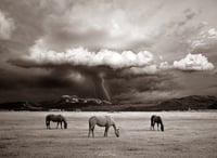 Three Horses toned