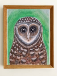Image 1 of Owl Eyes