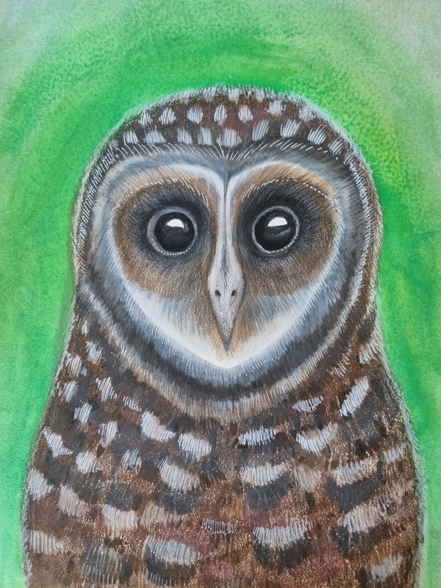 Image of Owl Eyes