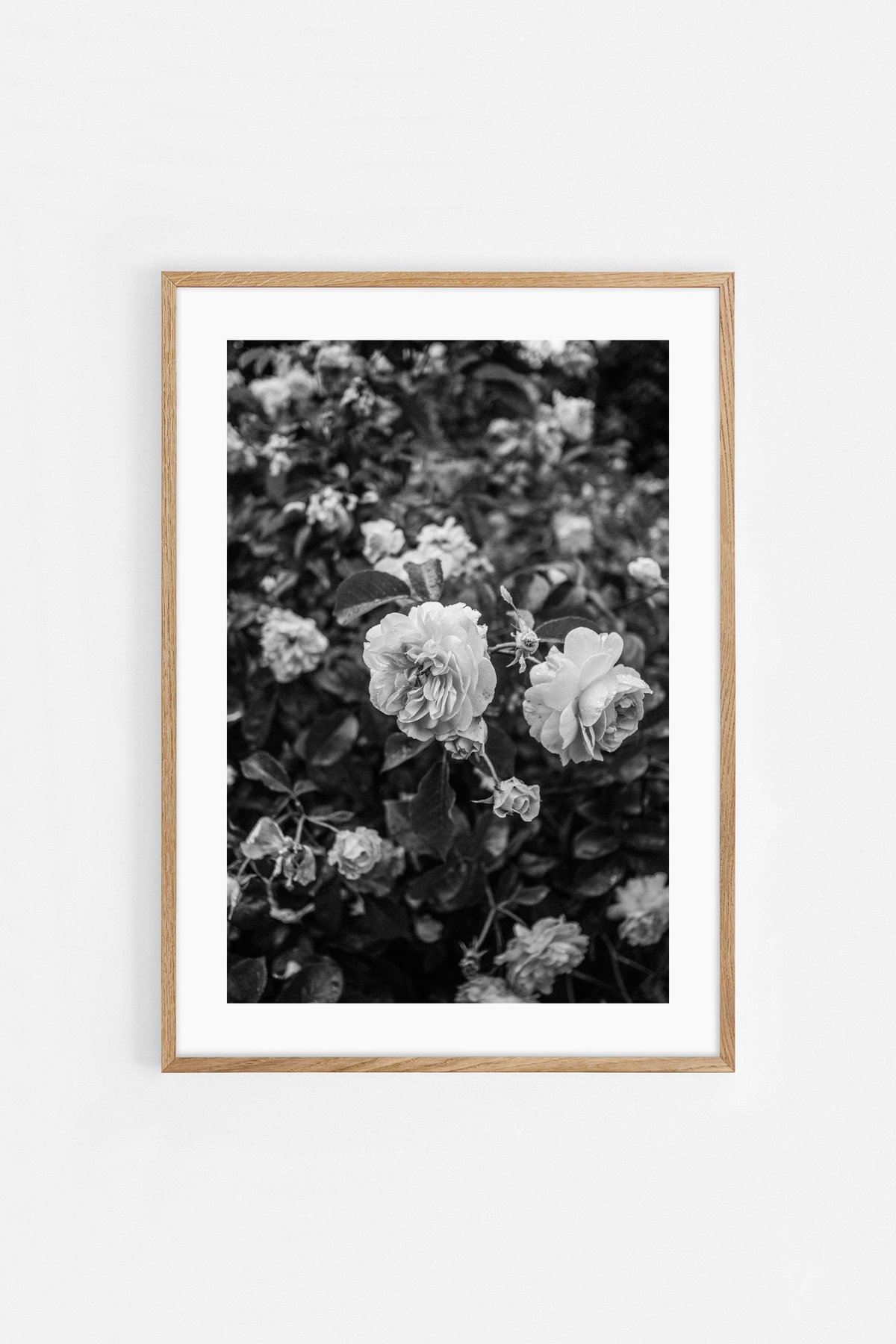 Image of Roses II