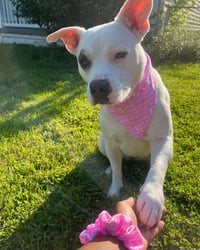 Pink Steeler Bandana