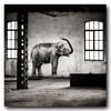 L'Elephanteau en urbex, 30 x 30 cm, 1/9.