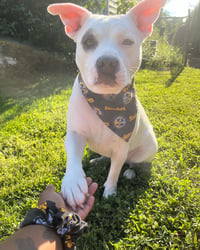 Black Steeler Bandana 