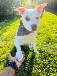 Image 2 of Dog Days Bandana 