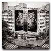 Le Tigre Blanc, à Chengdu, en Chine, 30 x 30 cm, 1/9.