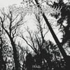 Ruinous Antipathy "Frail" CD
