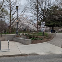 Image 2 of Trinity Bellwoods Park x Cherry Blossoms