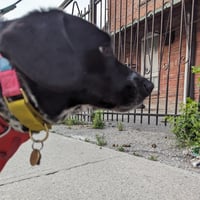 Image 2 of Doggo x Huron and Grange