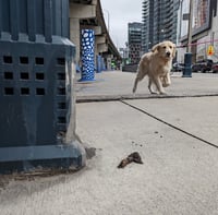 Image 2 of Doggo x Dan Leckie Way