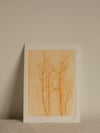 Grass Ghost Monoprint 1 - Botanical Art - A5 