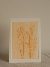 Image 2 of Grass Ghost Monoprint 1 - Botanical Art - A5 