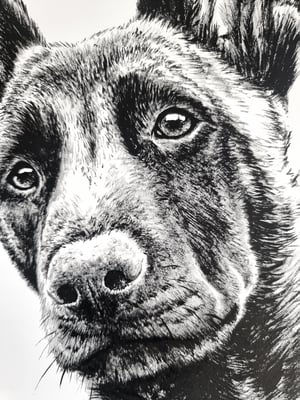 Portrait of a Belgian Shepherd - Malinois