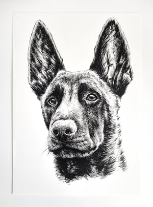 Portrait of a Belgian Shepherd - Malinois
