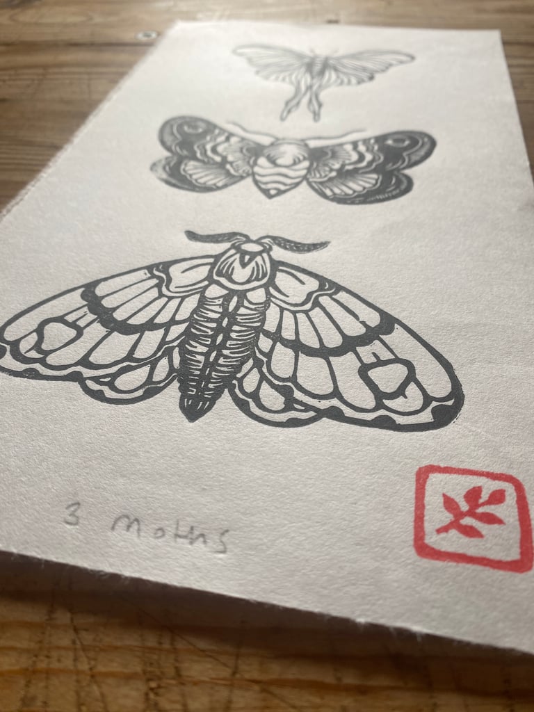 Three Moths Image 4