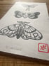 Three Moths Image 4