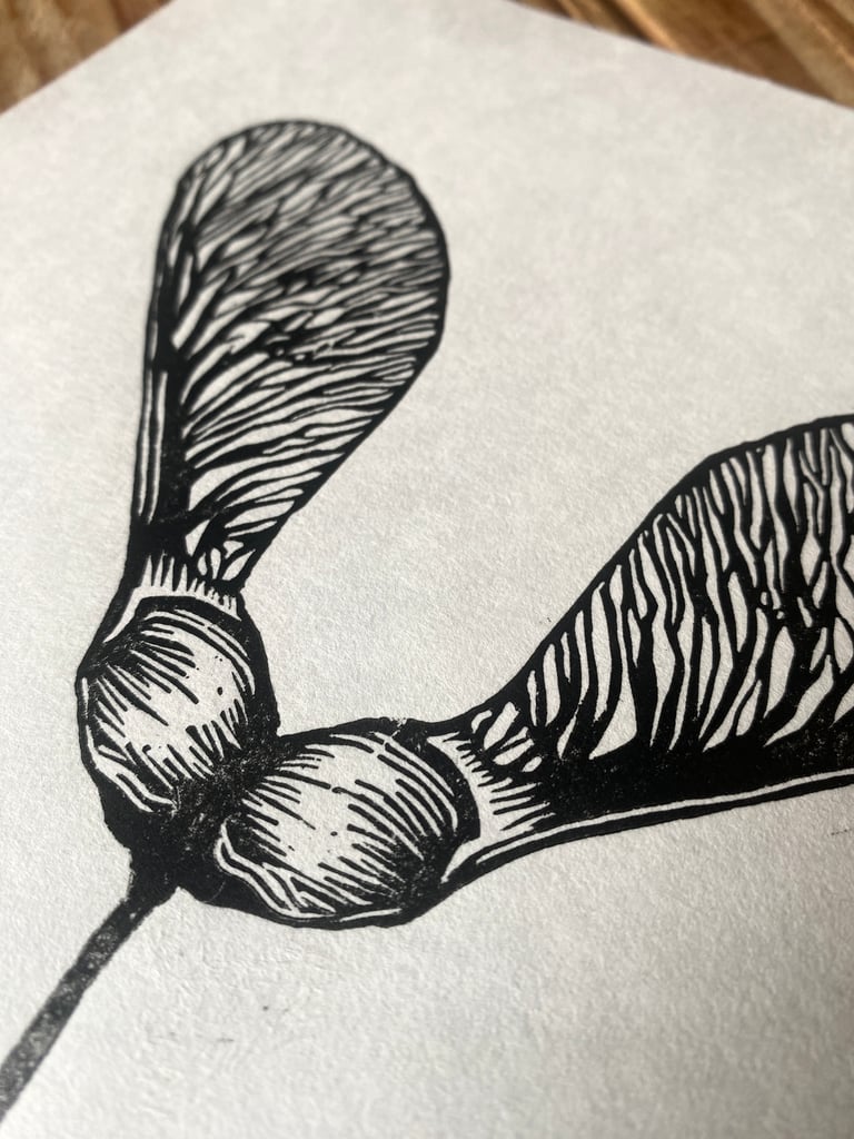 Sycamore seed Image 3