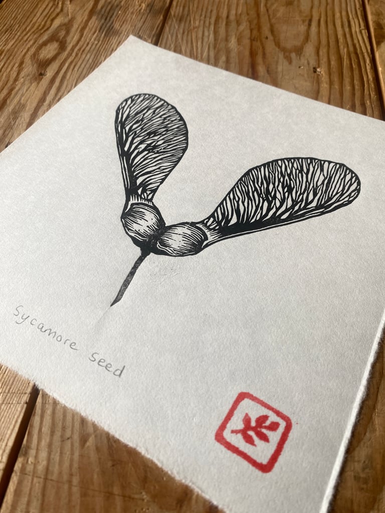 Sycamore seed Image 4