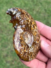 Image 4 of Ammonite Fossil | Madagascar #3051