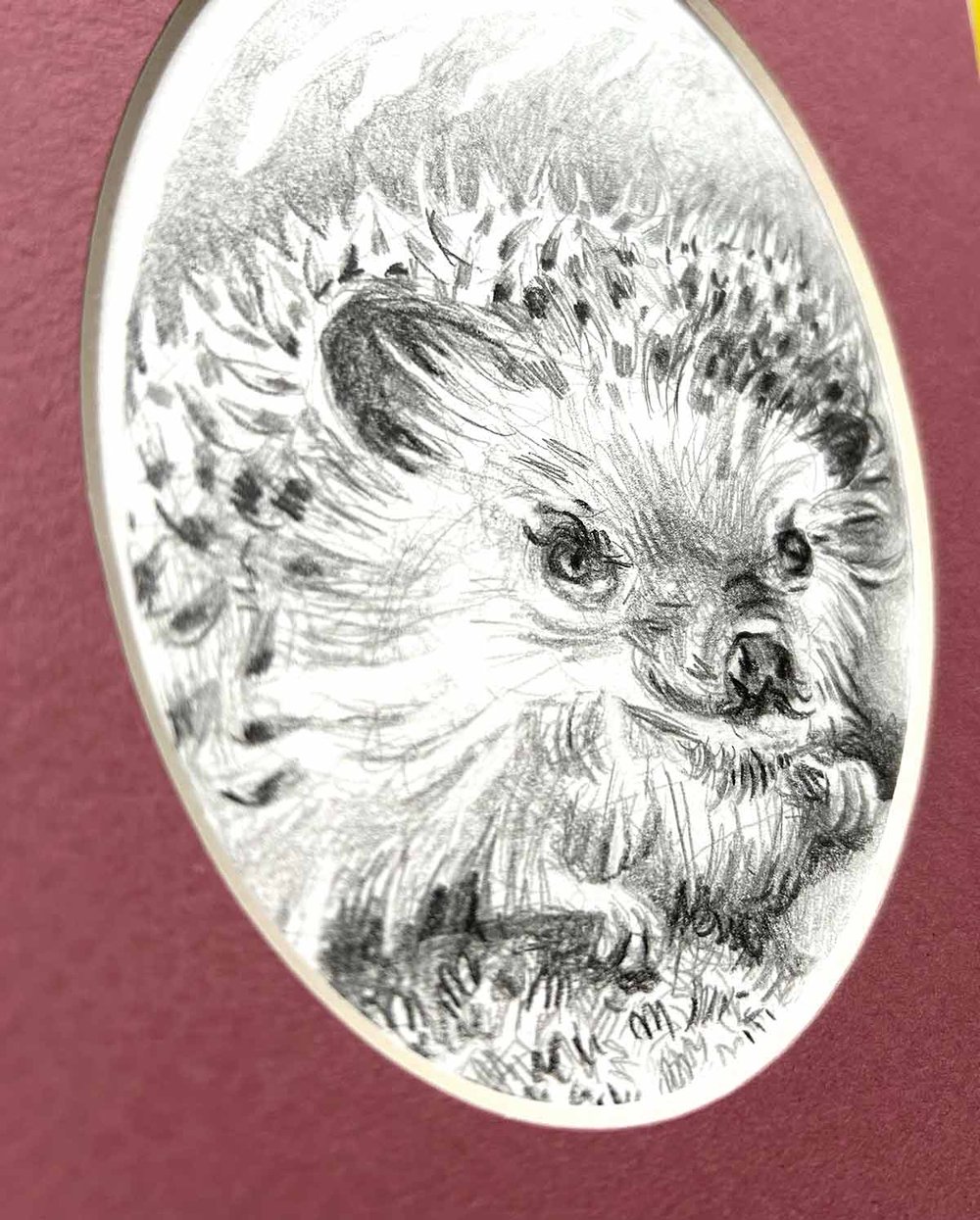Erinaceinae – Hedgehog graphite pencil drawing