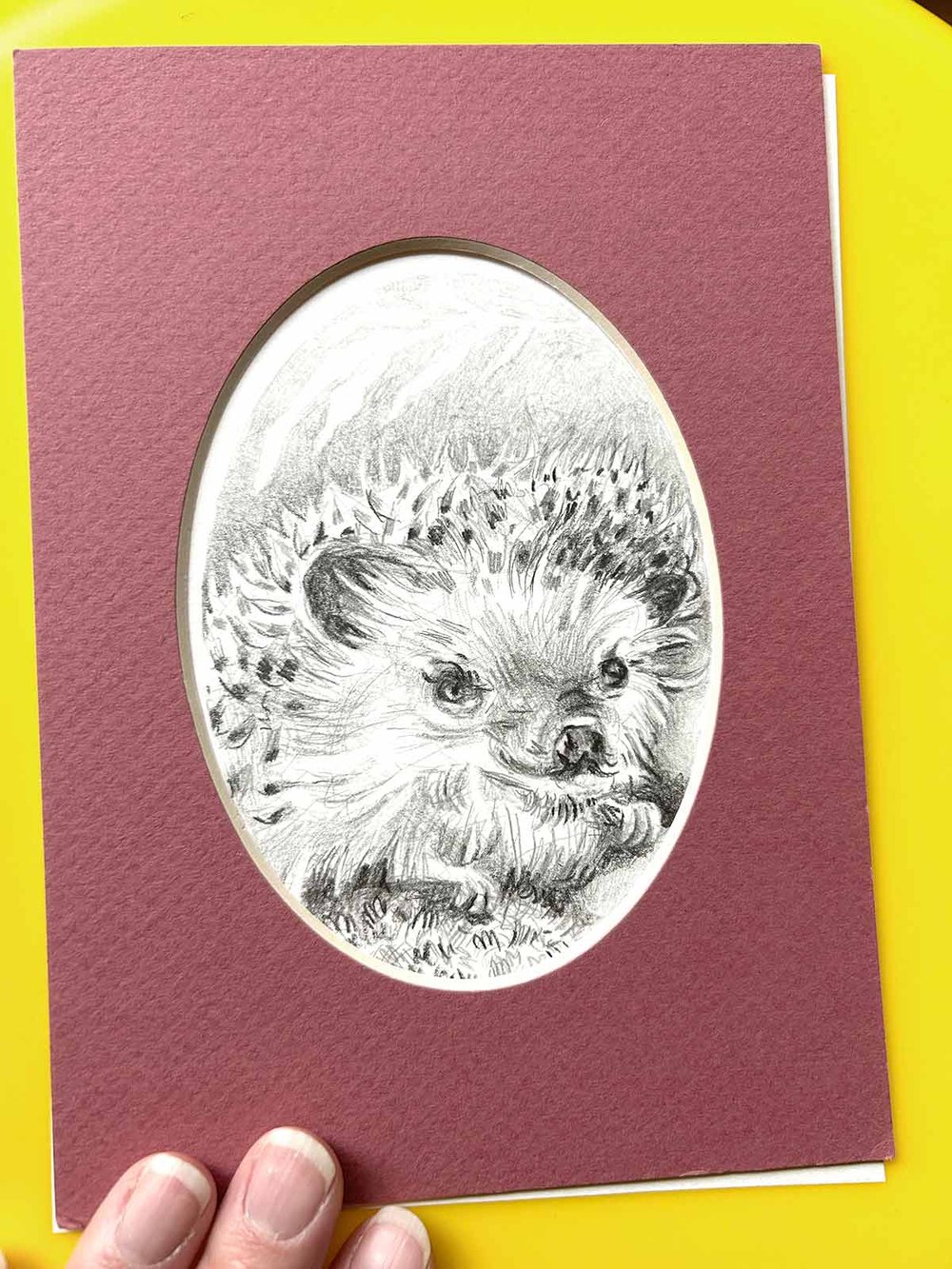 Erinaceinae – Hedgehog graphite pencil drawing