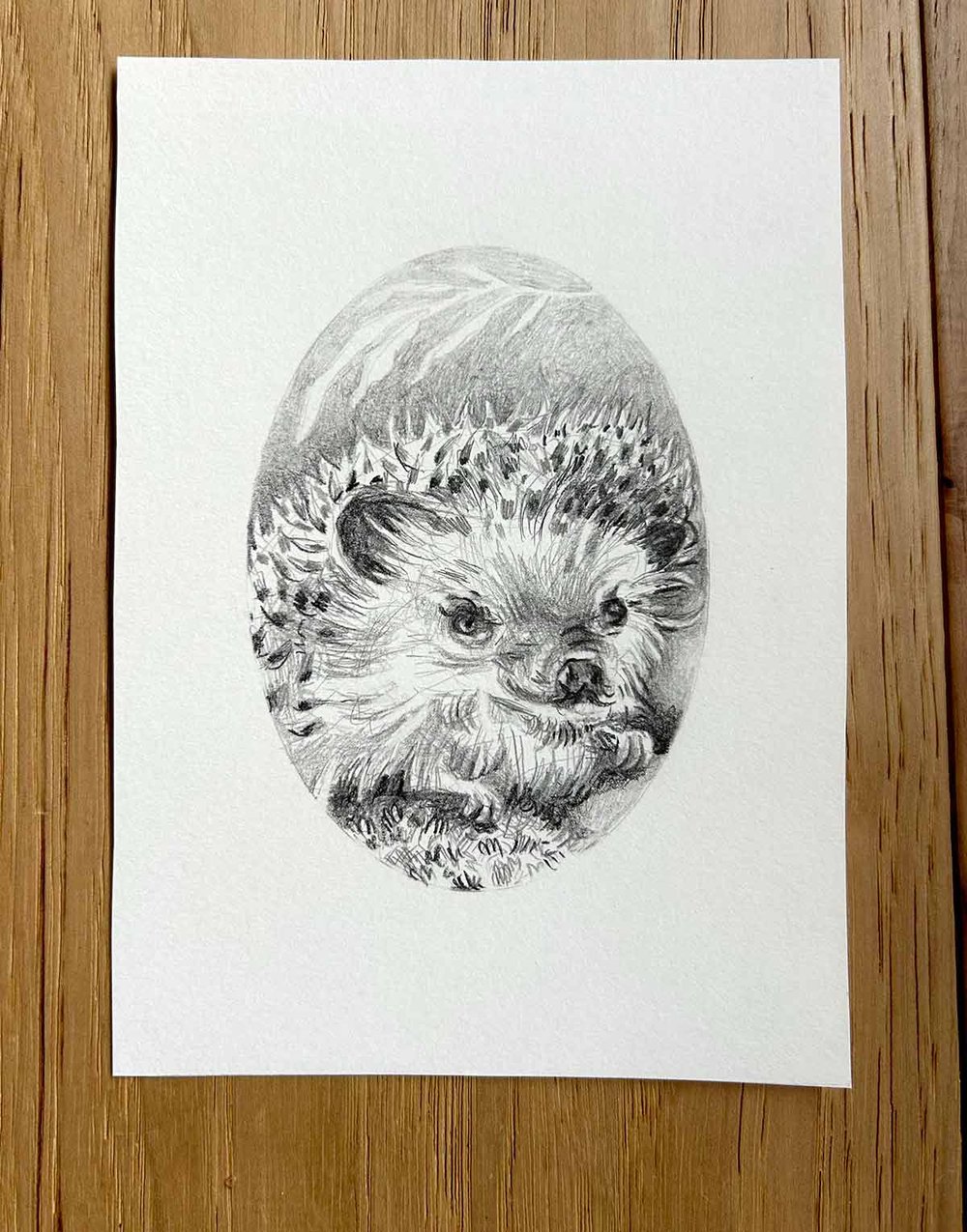 Erinaceinae – Hedgehog graphite pencil drawing