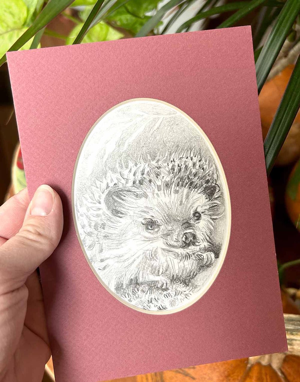 Erinaceinae – Hedgehog graphite pencil drawing