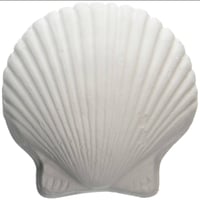 Image 1 of Wonder Shells