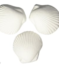 Image 2 of Wonder Shells